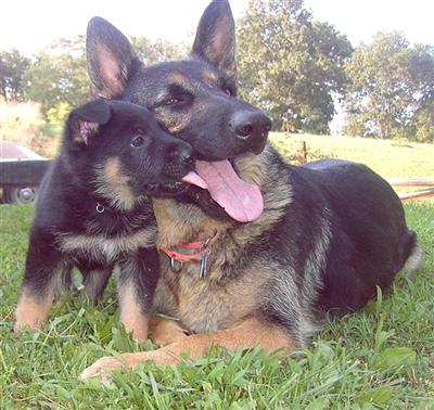 German Shepherd Puppies for Sale